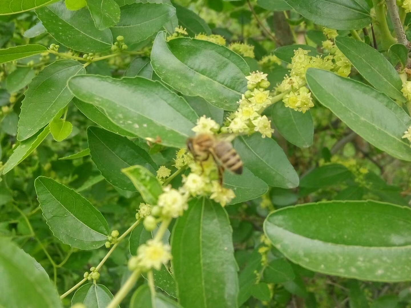 枣花蜜，保证纯度质量，农民自产自销