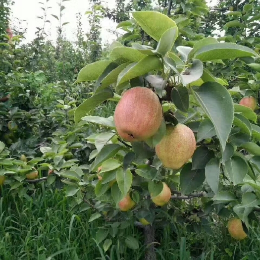 泰安红香酥梨树苗 0.5~1米 