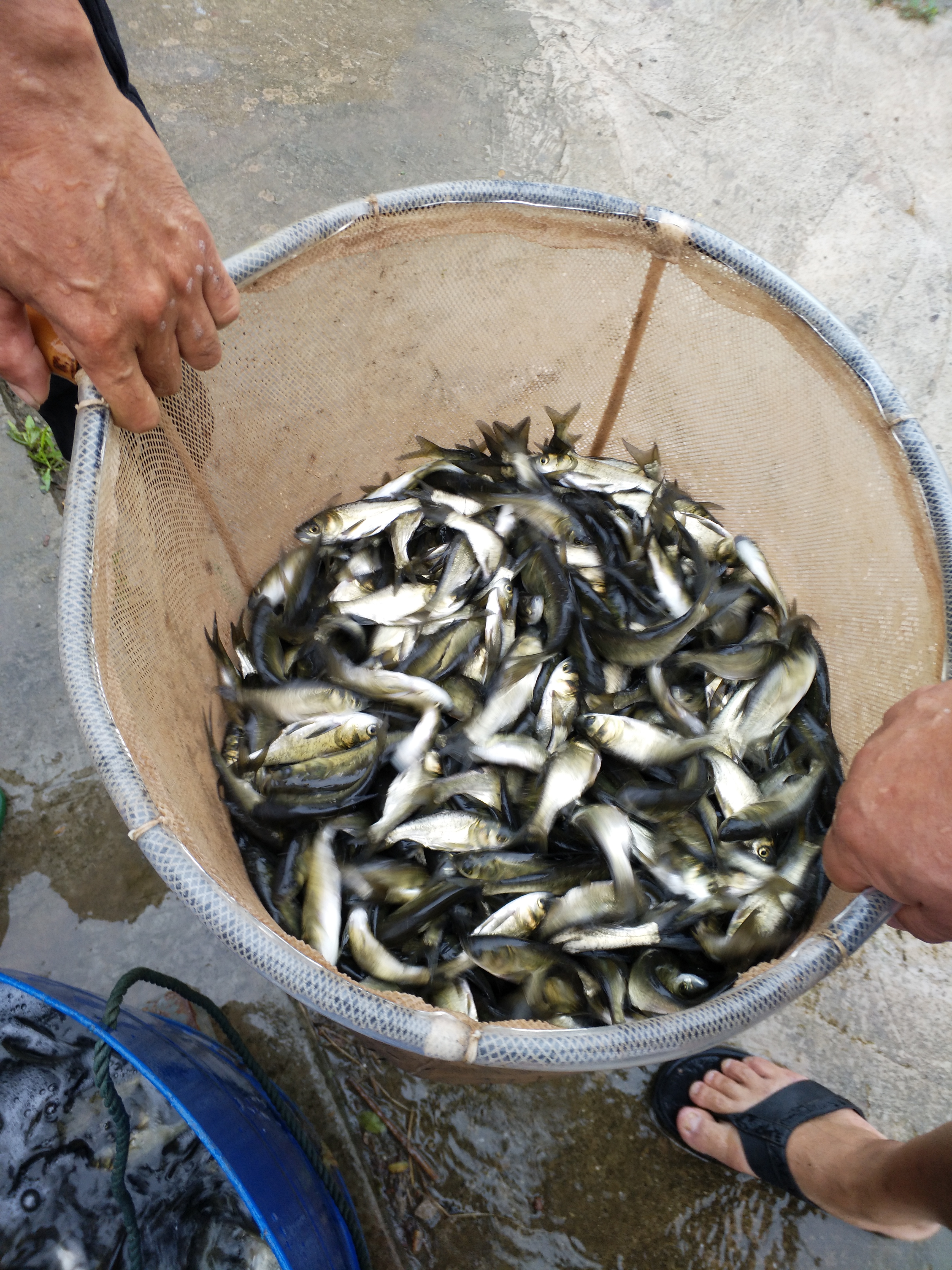 大头鱼鱼苗  鱼苗 优质花鲢鱼苗 放养水库鱼塘优质好苗 包运输技术指导