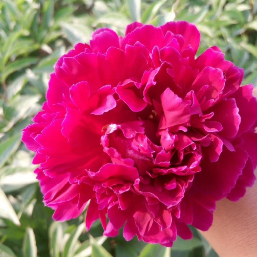 菏泽多花芍药  精品观赏芍药，大量出售，保品种，保成活，现要现挖