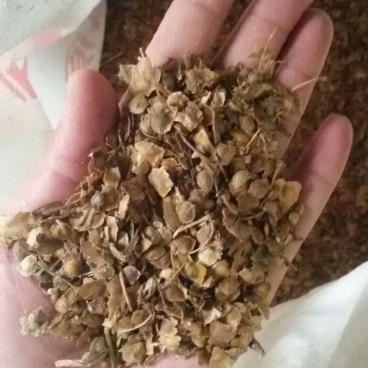 绛县臭椿种子