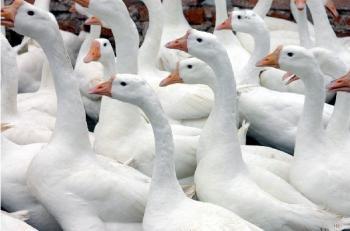 梁山县大白沙鹅苗 免费搭建鹅棚全程技术指导包回收