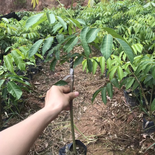 灵山县青橄榄