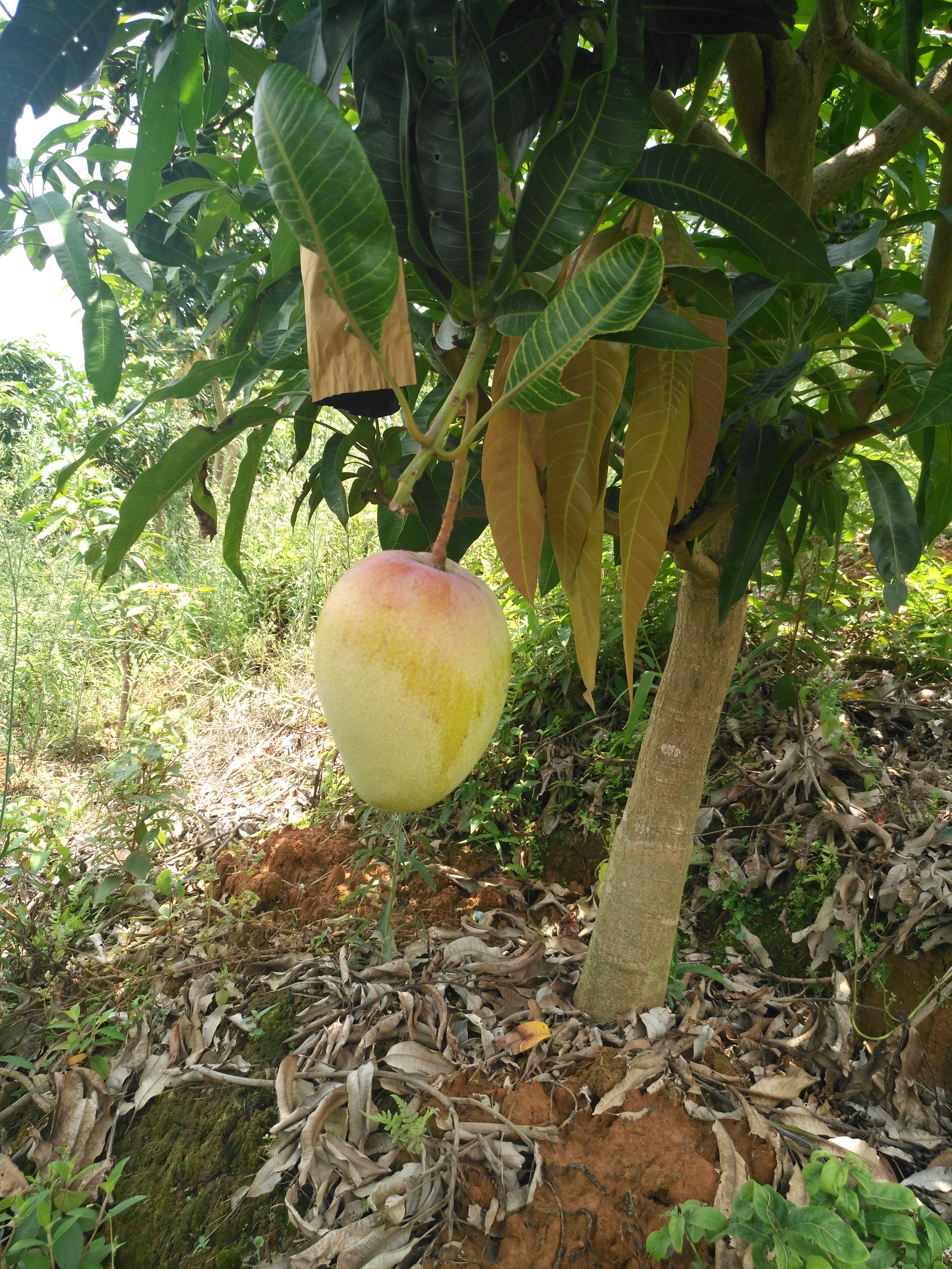 紅芒6兩以上