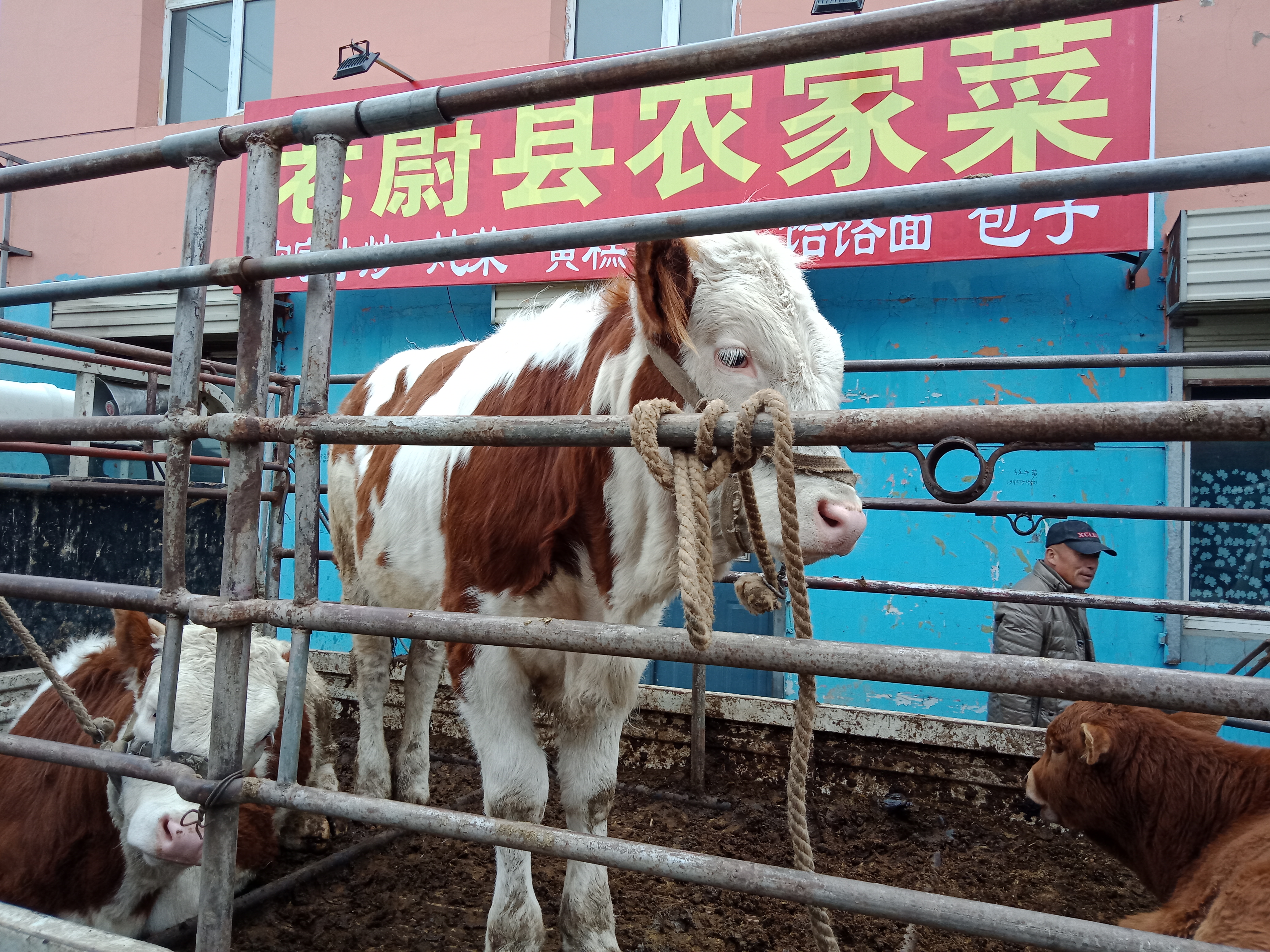 肉牛 400-600斤 统货 