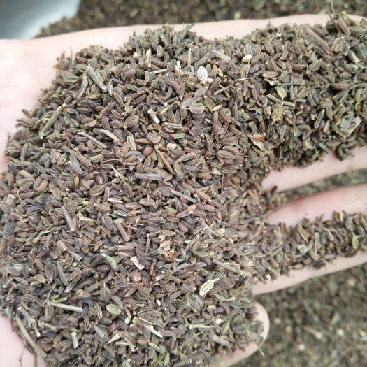 绛县优质柴胡种子 北柴胡 红柴胡 纯新籽