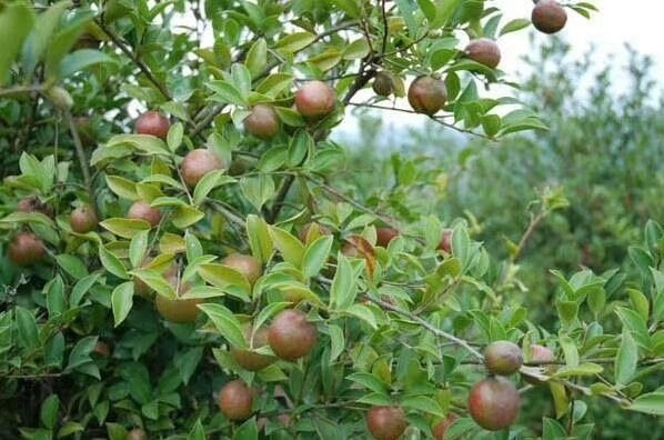 吉安野生山茶油 