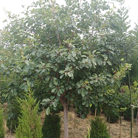 泰安黄栌
