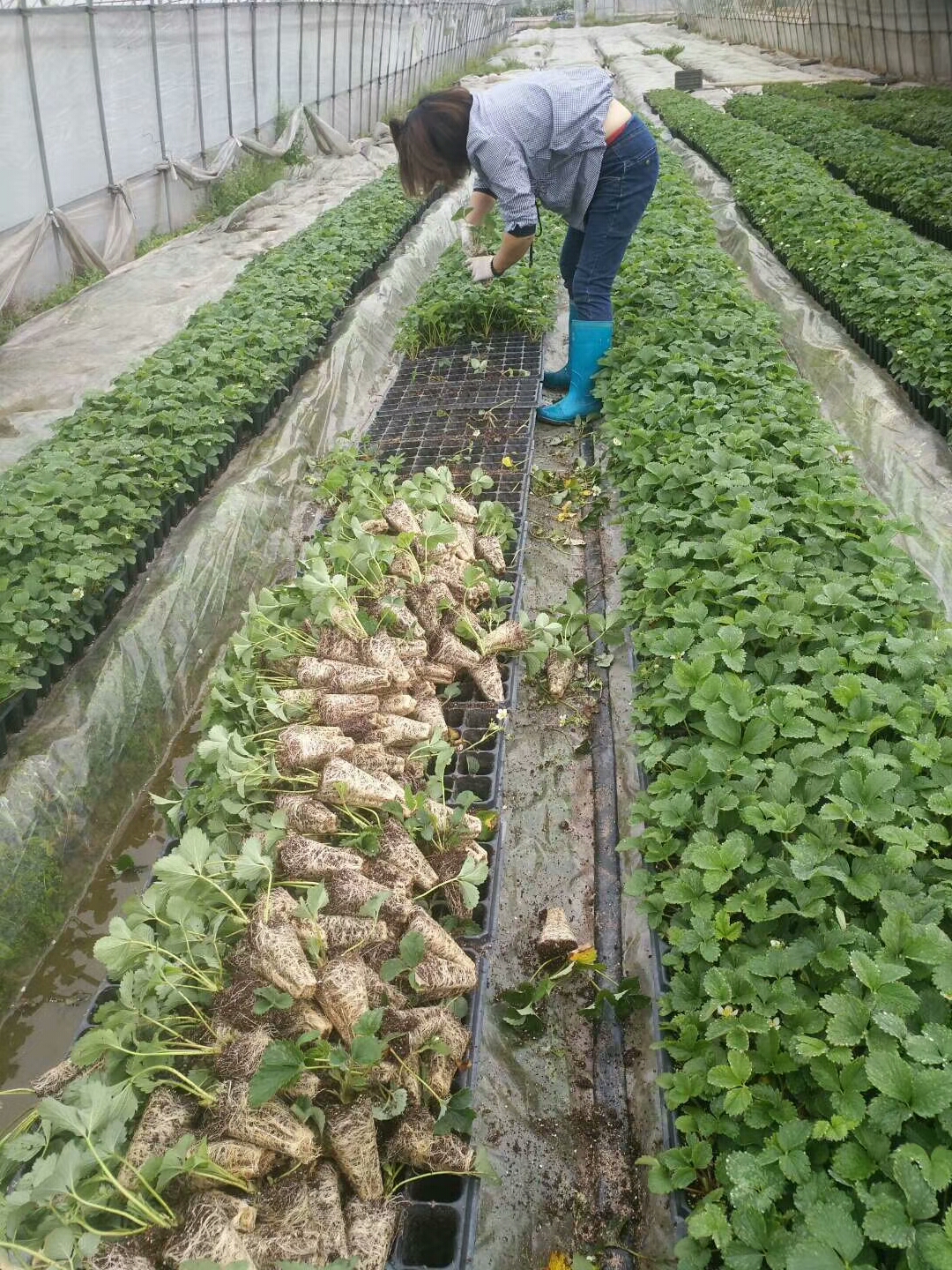 妙香7号草莓苗  脱毒妙香草莓苗价格便宜包邮 新品种草莓苗保证成活率