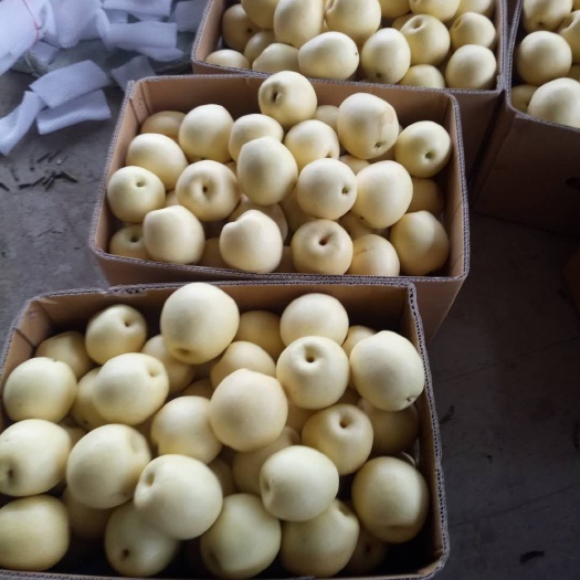 晋州市皇冠梨 80mm以上 400-450g