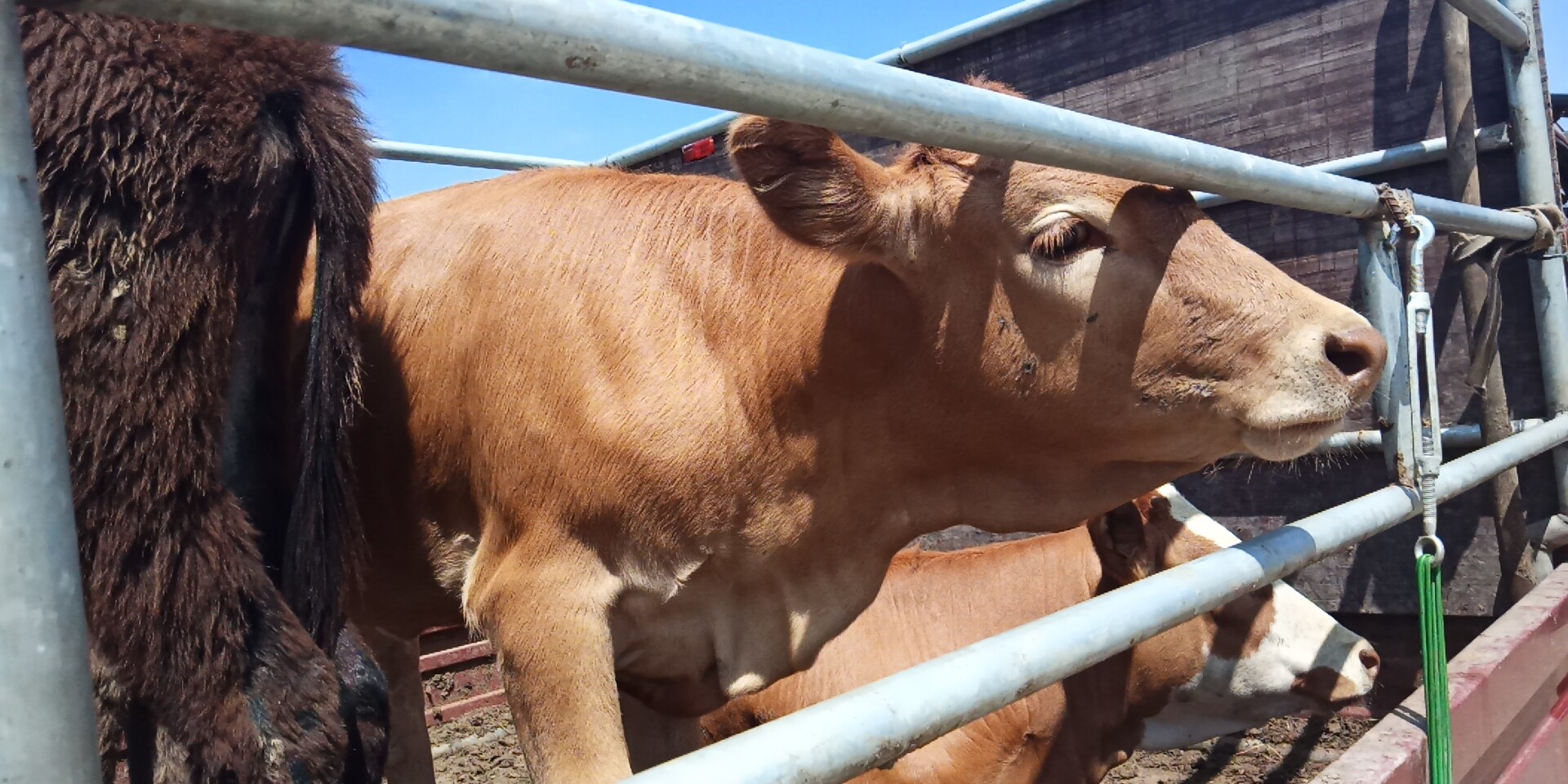 肉牛 400-600斤 统货