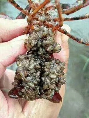 监利市小龙虾苗