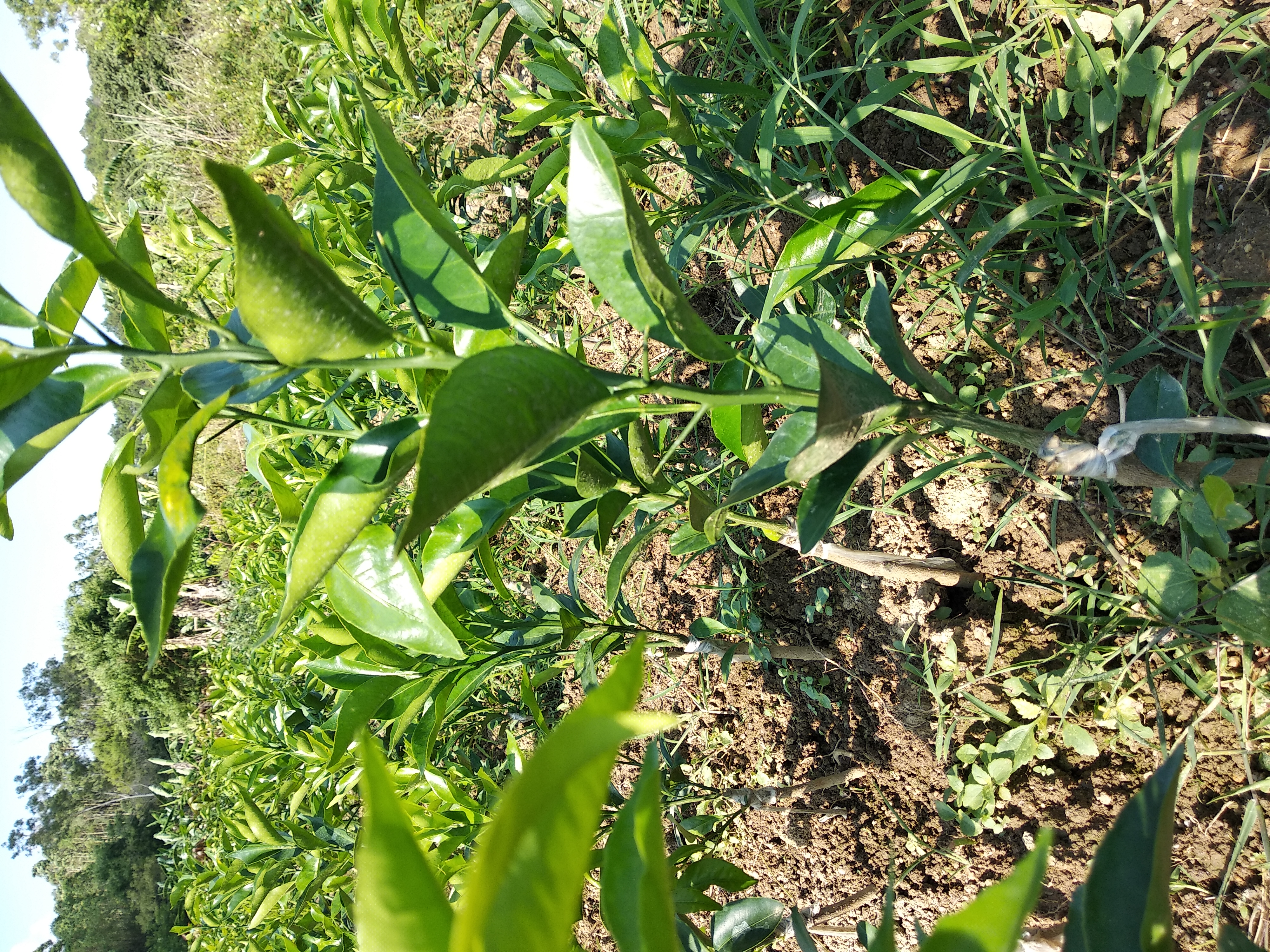 沃柑栽培管理技术视频(沃柑栽培管理技术视频教程)