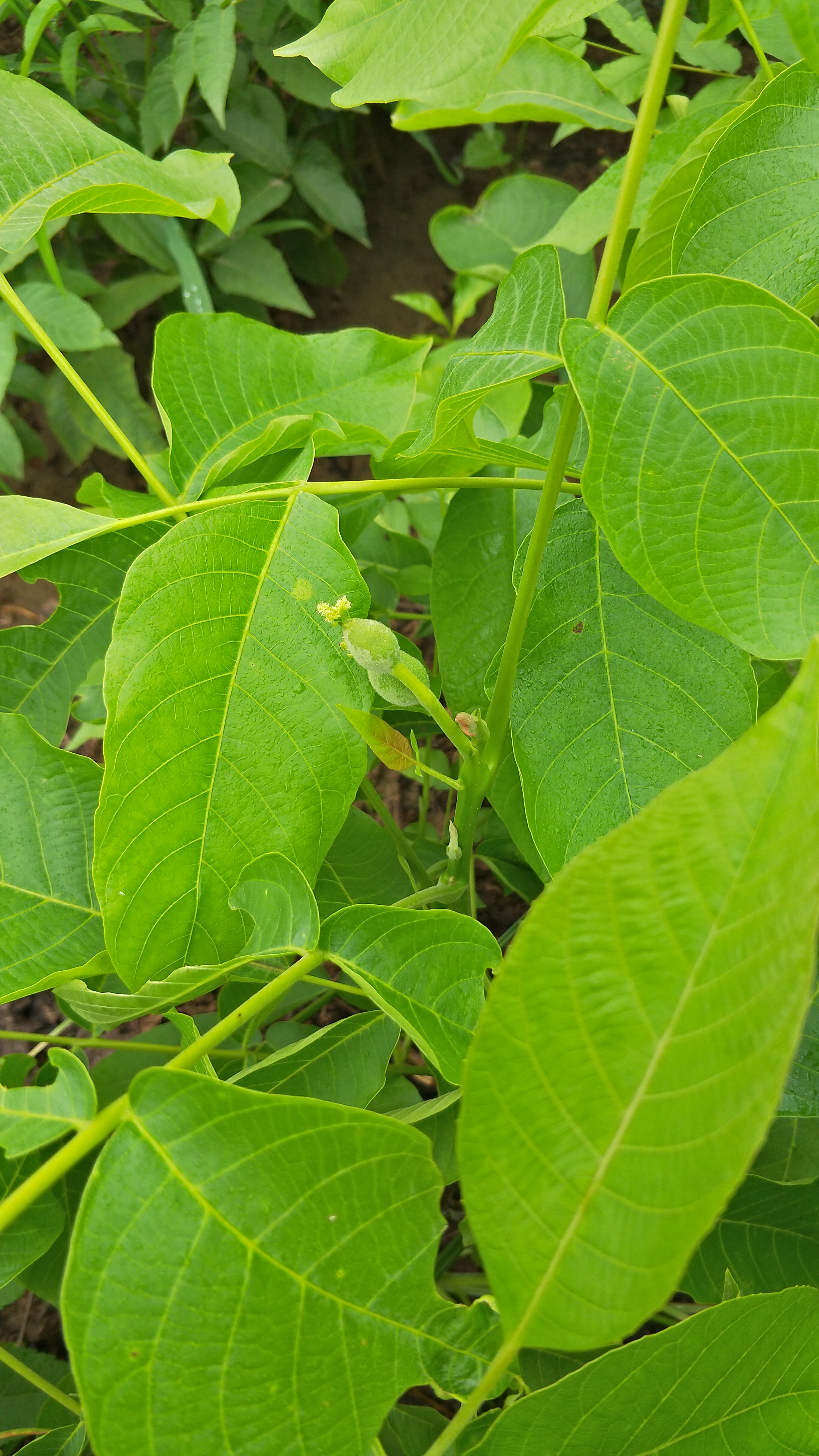 嫁接核桃苗 