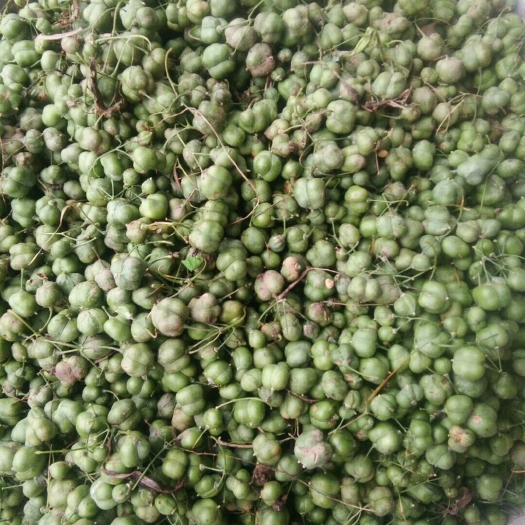 邵东市黄精种子 