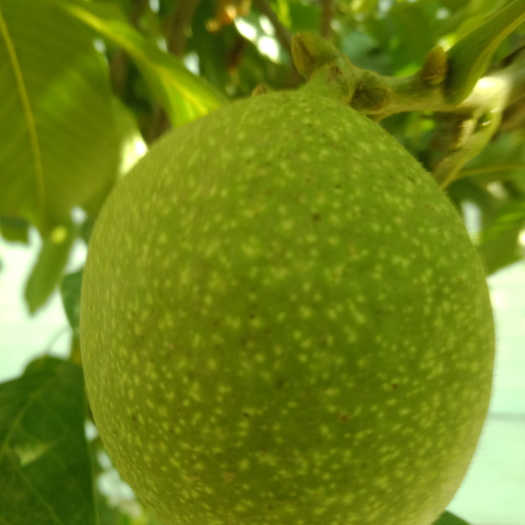 合阳县鲜核桃