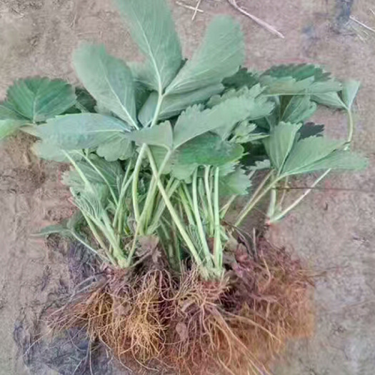 泰安甜宝草莓苗 地栽苗 10~20公分