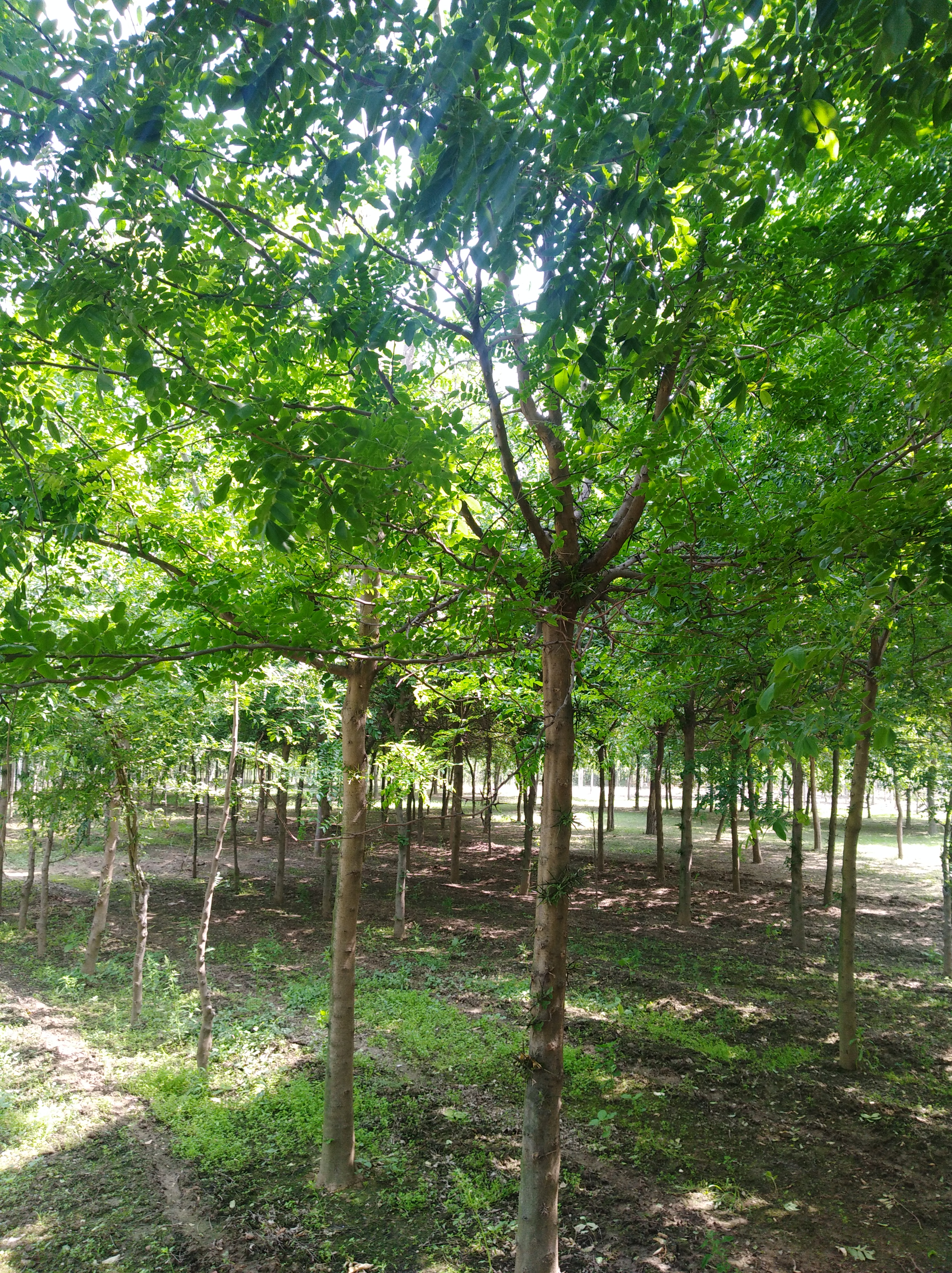 泰安皂角树