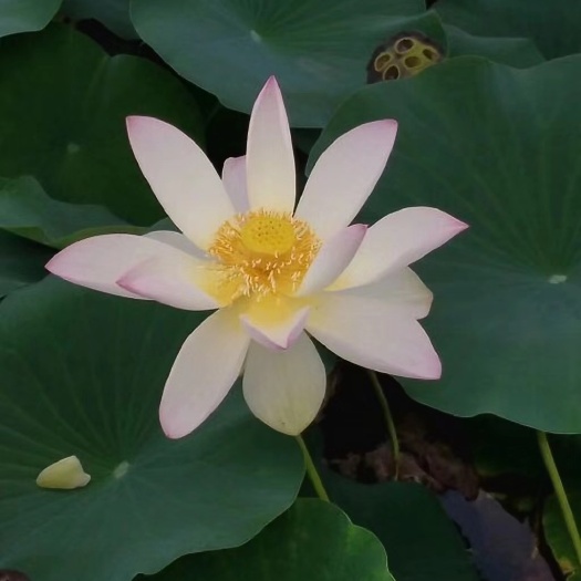 安新县 荷花精品荷花苗。舞飞，友谊牡丹，大洒锦，玉芙蓉，纯色保证质量