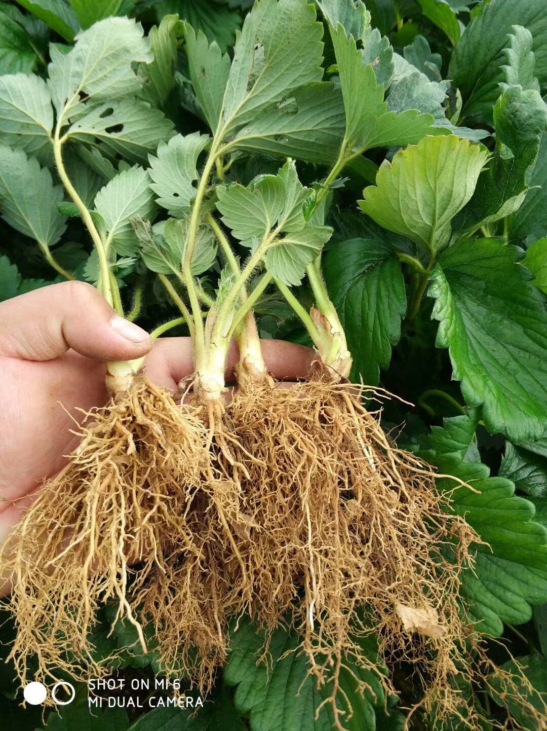 妙香7号草莓苗  脱毒妙香草莓苗价格便宜包邮 新品种草莓苗保证成活率