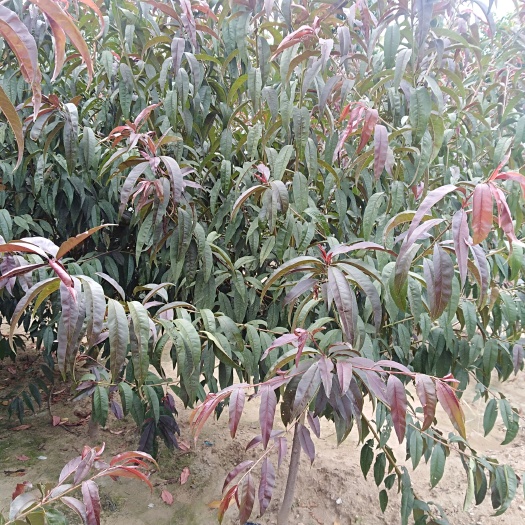 泰安红叶碧桃