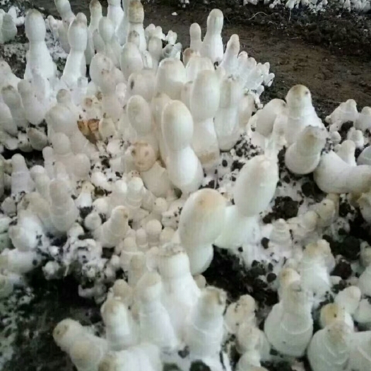 金乡县蘑菇 售鸡腿菇菌种出菇菌包