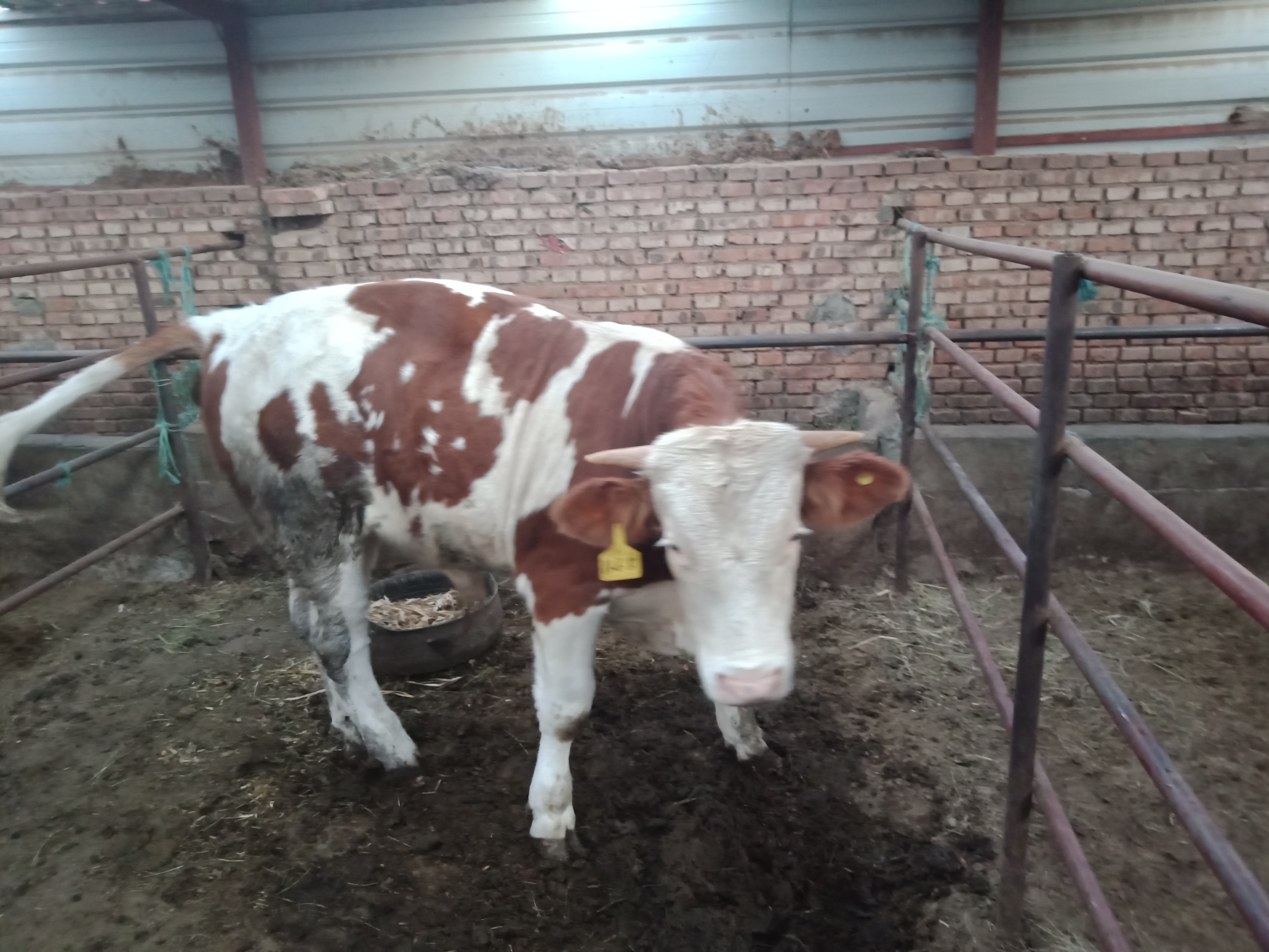 肉牛 400-600斤 统货