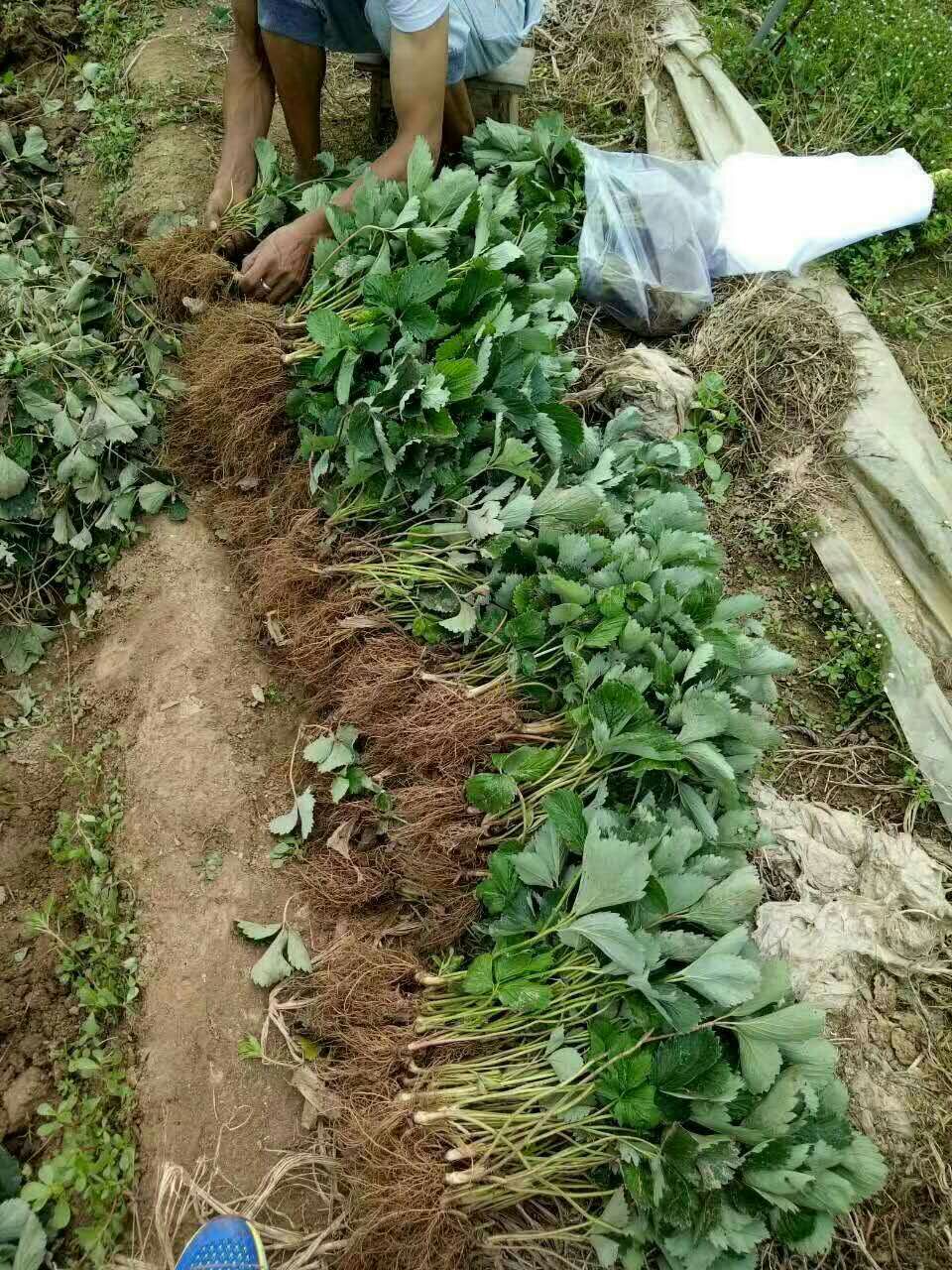 妙香7号草莓苗  脱毒妙香草莓苗价格便宜包邮 新品种草莓苗保证成活率