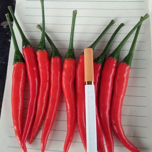 商丘线椒 15~20cm 靑色 特辣