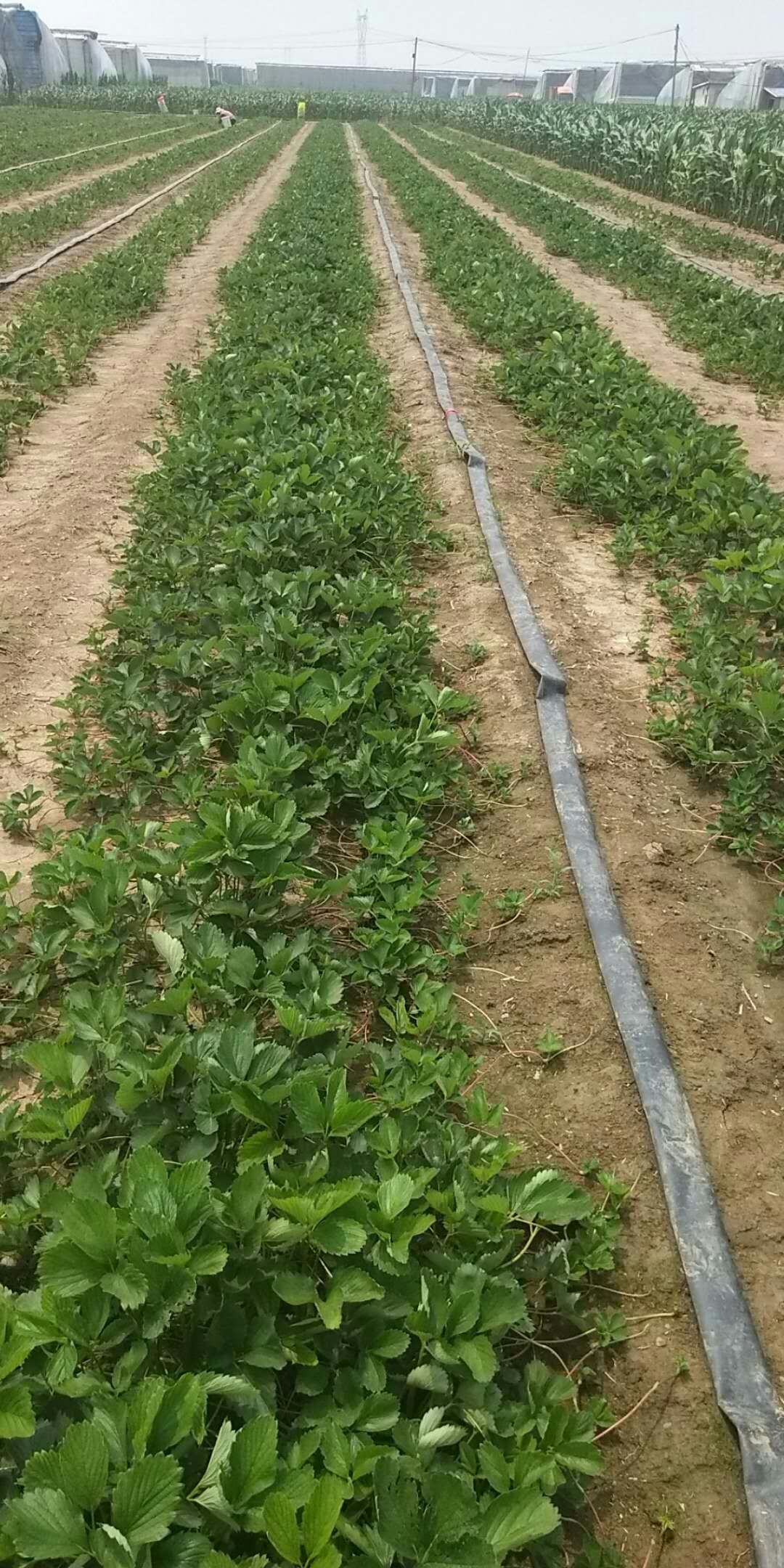 妙香7号草莓苗  脱毒妙香草莓苗价格便宜包邮 新品种草莓苗保证成活率