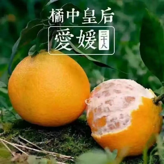 眉山爱媛橙    四川眉山自家爱媛果冻橙现摘现发！