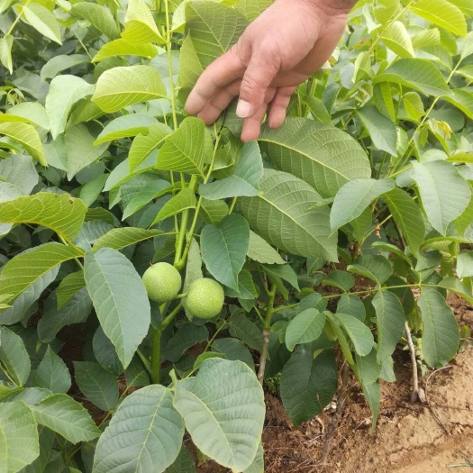 泰安香玲核桃苗