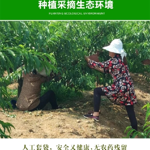 炎陵县炎陵黄桃 55mm以上 3 - 4两