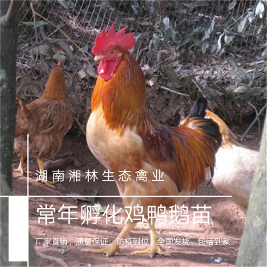 衡阳 黄土公苗，衡阳土鸡苗，湘黄土鸡苗