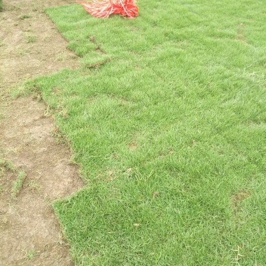 富川县马尼拉草皮  广西贺州大量批发，欢迎各位老板砸单。货源充足，