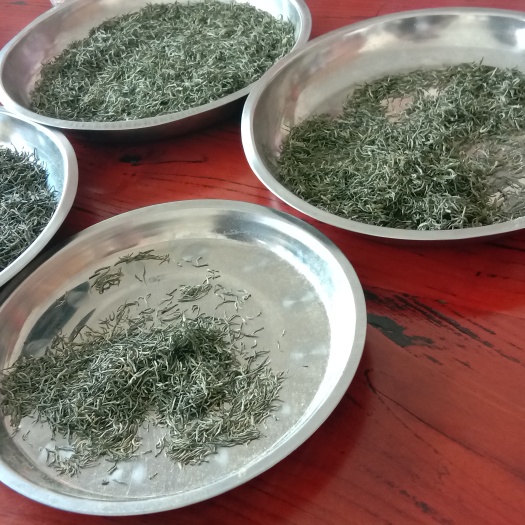 郑州 明前毛尖少量货，10斤起批发价！