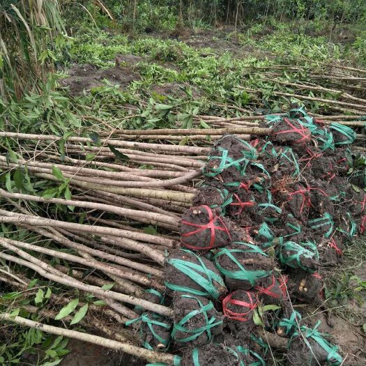 浦城县丹桂 大量供应5公分、八月桂