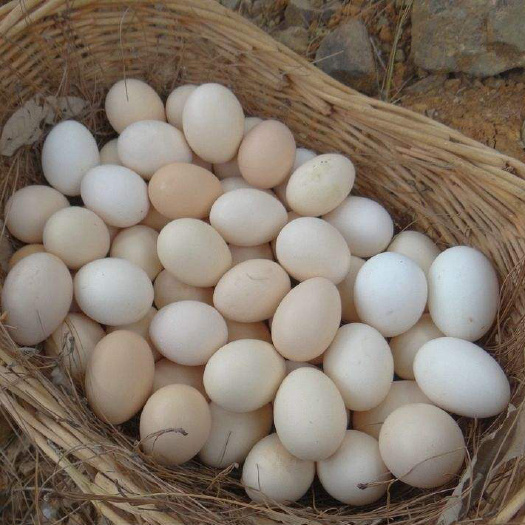 西安土鸡蛋 箱装 食用