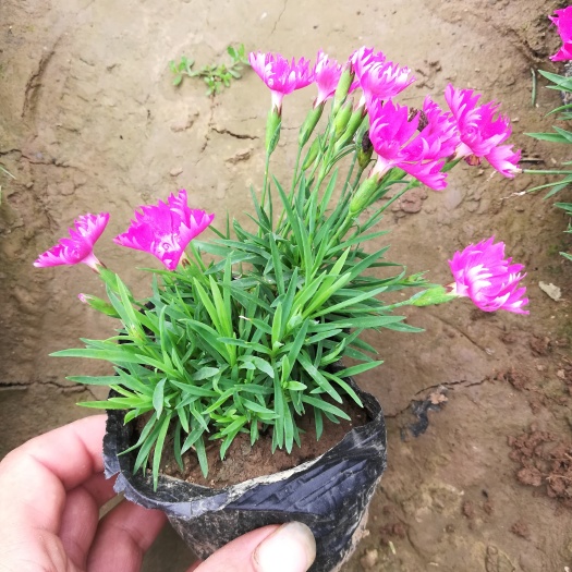 青州市欧石竹