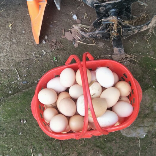重庆市红皮鸡蛋 箱装 食用