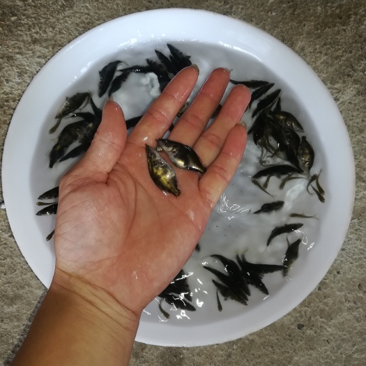 广州鳜鱼苗 