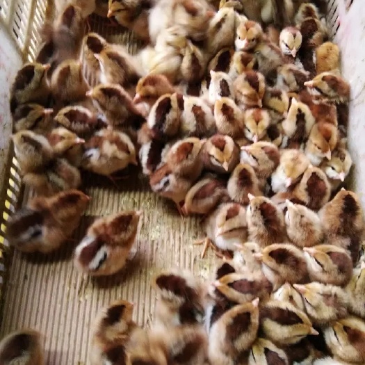 广州 青脚麻鸡苗，本地出壳大苗，一手货源质量保证！