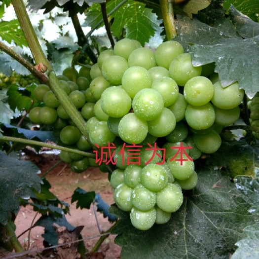 玉田县861葡萄 同价买好货，利润最大化