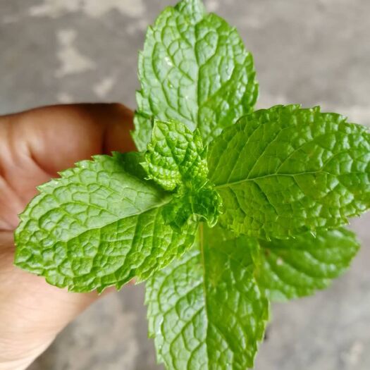 枣阳市薄荷盆栽 可入药可食用可泡茶夏日泡茶伴侣