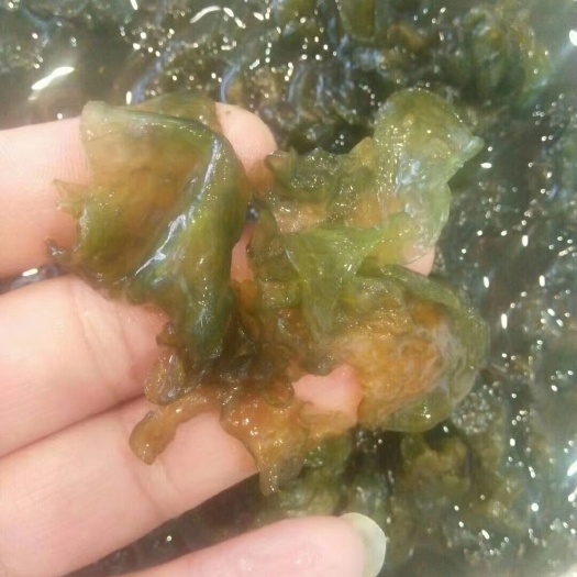 广元地皮菜  又叫地耳，纯野生，产地一手货源