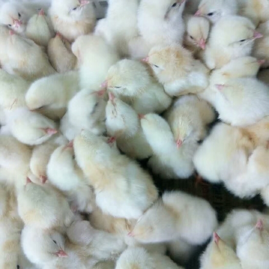 重庆市罗曼粉蛋鸡苗 母