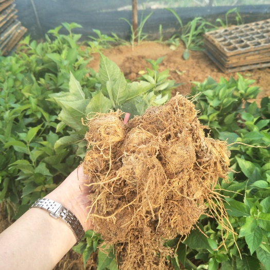 泰安吉塞拉樱桃苗 吉塞拉6号砧木 吉塞拉12号砧木 吉塞拉组培穴盘苗砧木