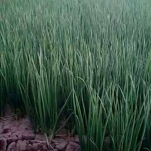 禄劝县香葱