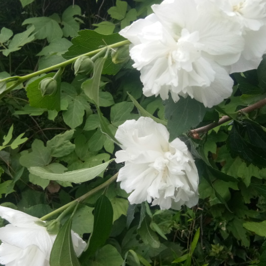 白花重瓣木槿苗食用药用庭院阳台种植苗
