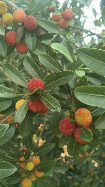 荸荠杨梅种苗 东魁杨梅，荸荠杨梅大小苗，基地直供